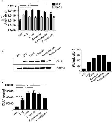 The Interplay of Notch Signaling and STAT3 in TLR-Activated Human Primary Monocytes